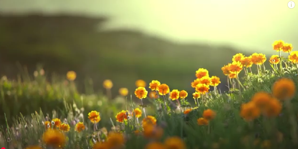 Pet Care and Pet News