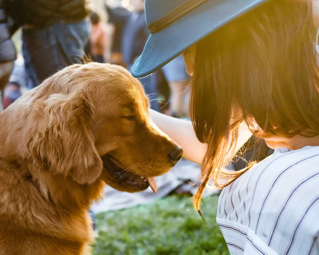 Do You Really Understand Your Dog’s “Apology Signals”?