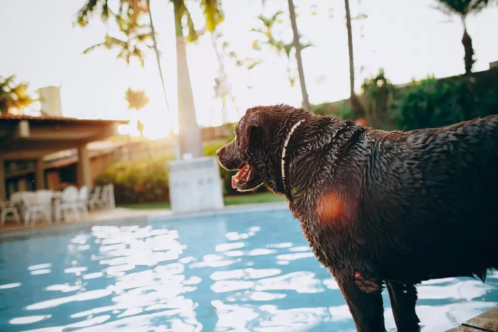 Traveling with Your Furry Friends! 5 Pet-Friendly Hotels in Kuala Lumpur