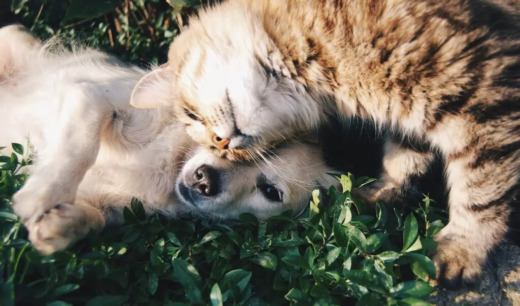 Pets: Boosting Health and Happiness in Later Life