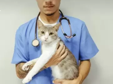 Common Pet Illnesses and How to Prevent Them