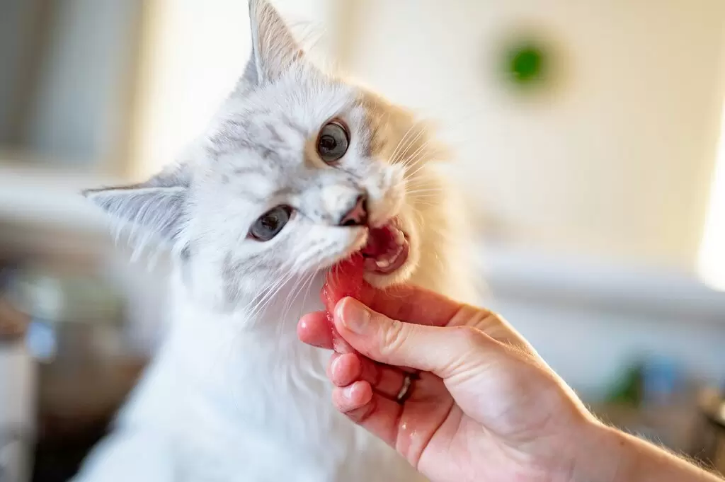 Dental Care for Pets: Why Oral Health Matters