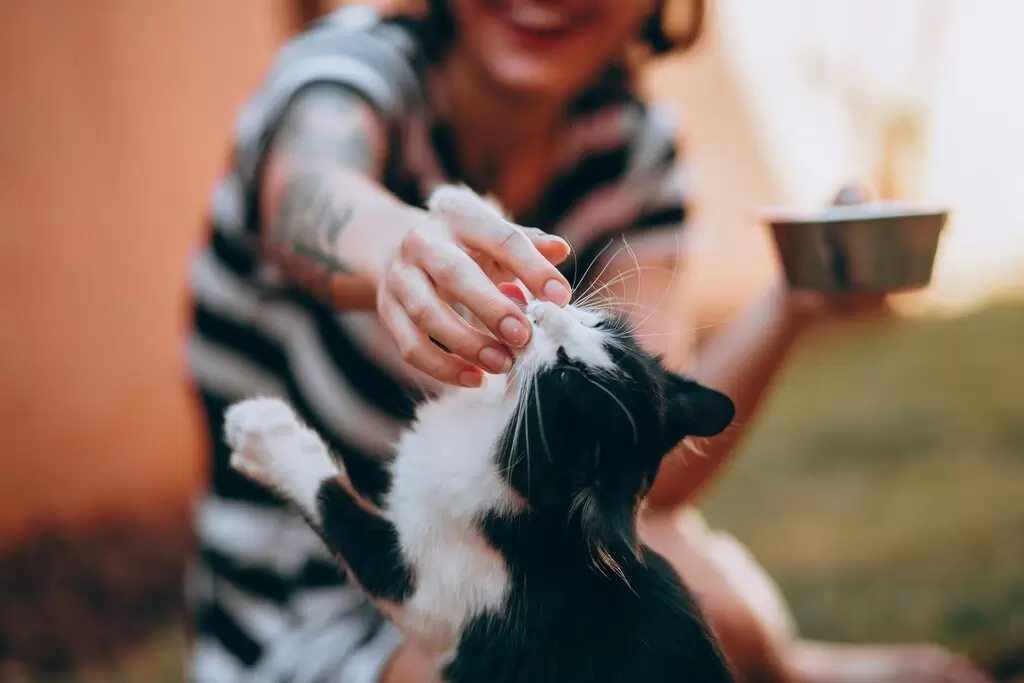 Grooming Tips to Keep Your Pet Healthy and Happy