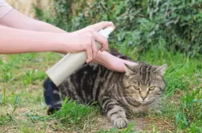 Parasite Prevention: Protecting Your Pet from Fleas, Ticks, and Worms