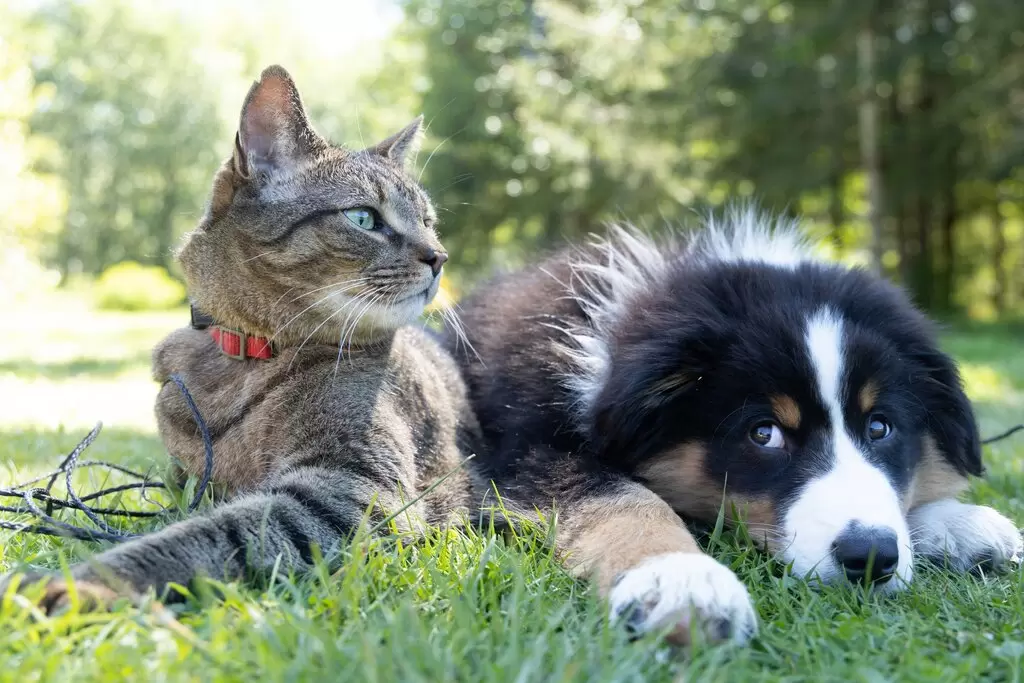Seasonal Pet Care: How to Keep Your Pet Safe in Summer and Winter