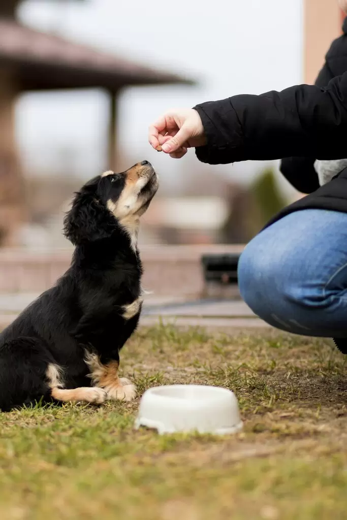 Training and Behavior: Building a Strong Bond with Your Pet
