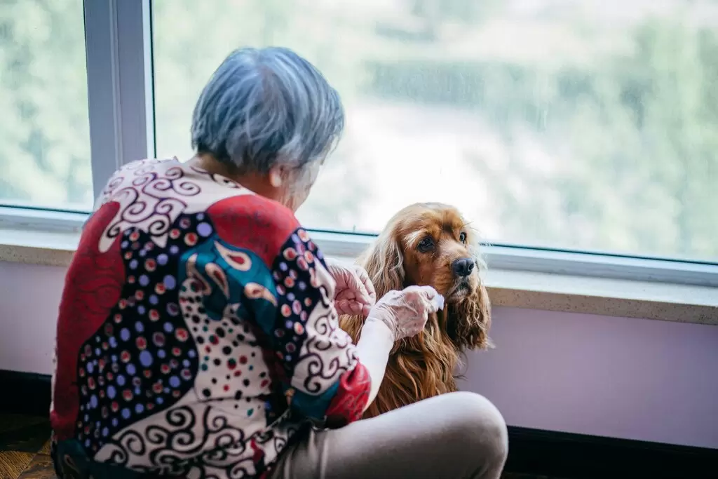 Senior Pet Care: Supporting Your Pet Through Aging Gracefully